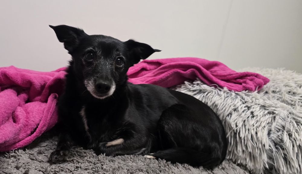 5kg 8lat sunia do adopcji