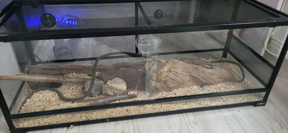 Wąż zbożowy 2 letni z terarium ,tanio!