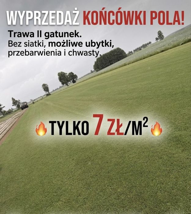 Trawa z rolki II gatunek