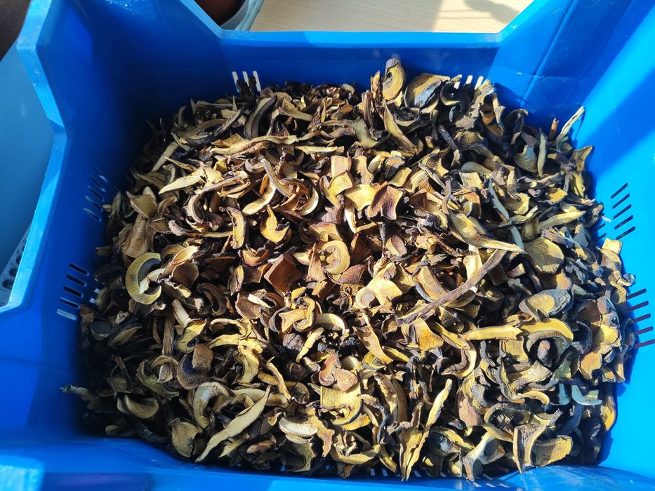 Borowik ceglastopory suszony