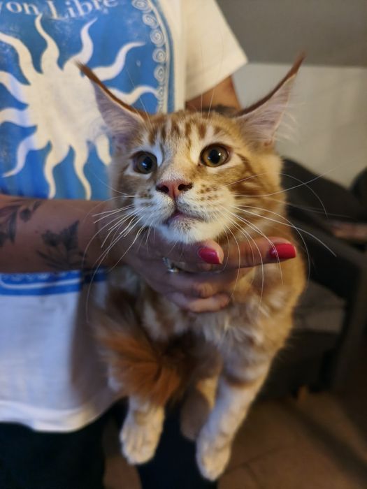 Maine Coon FPL kocurek