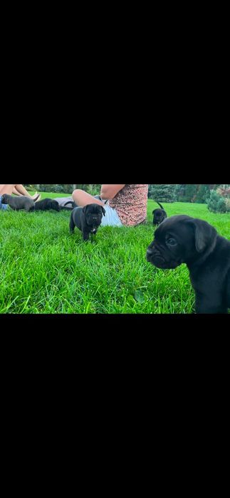 Cane corso italiano szczeniak rodowód