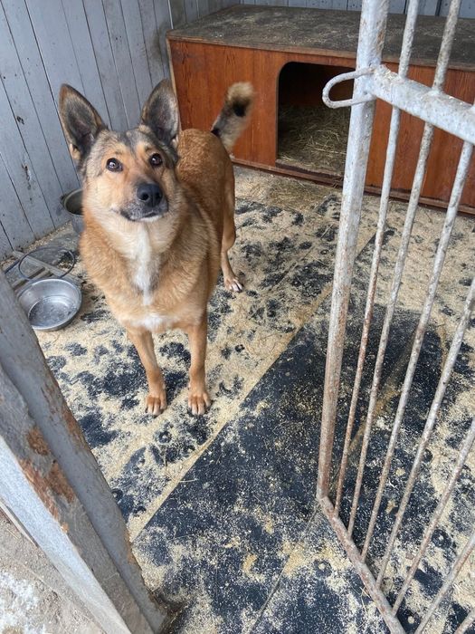 Стерелізована дівчинка Люся терміново шукає дім