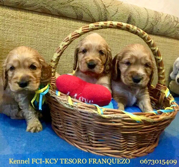 Породні, яскраві цуценята англійського кокер-спаніеля!