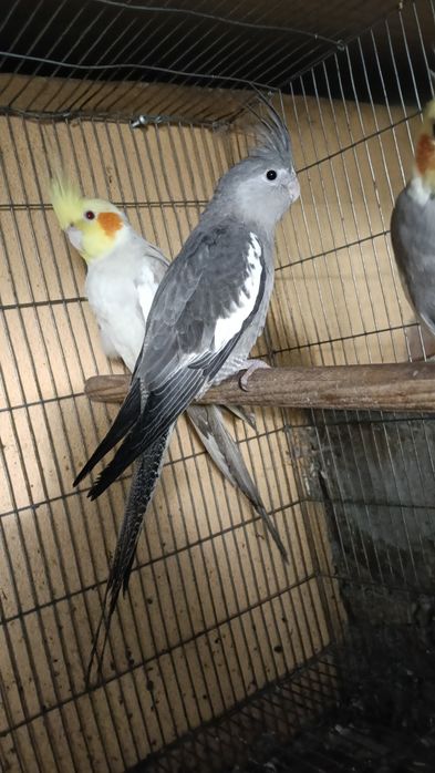 Desde 50€Aves domesticadas,caturras,loris,papagaios etc...