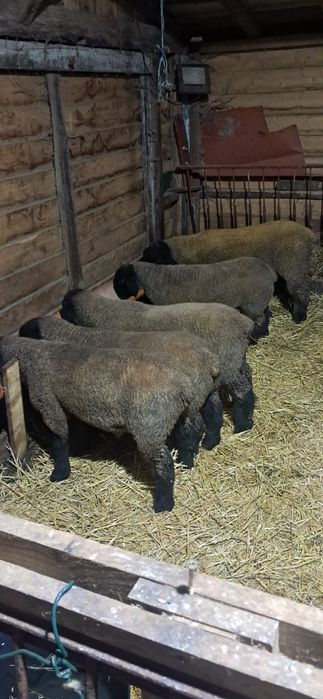 Ovelhas suffolk certificados