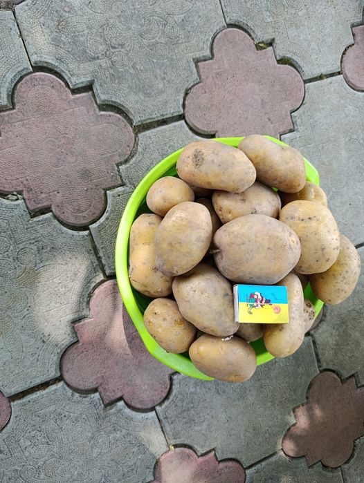 Продається картопля.