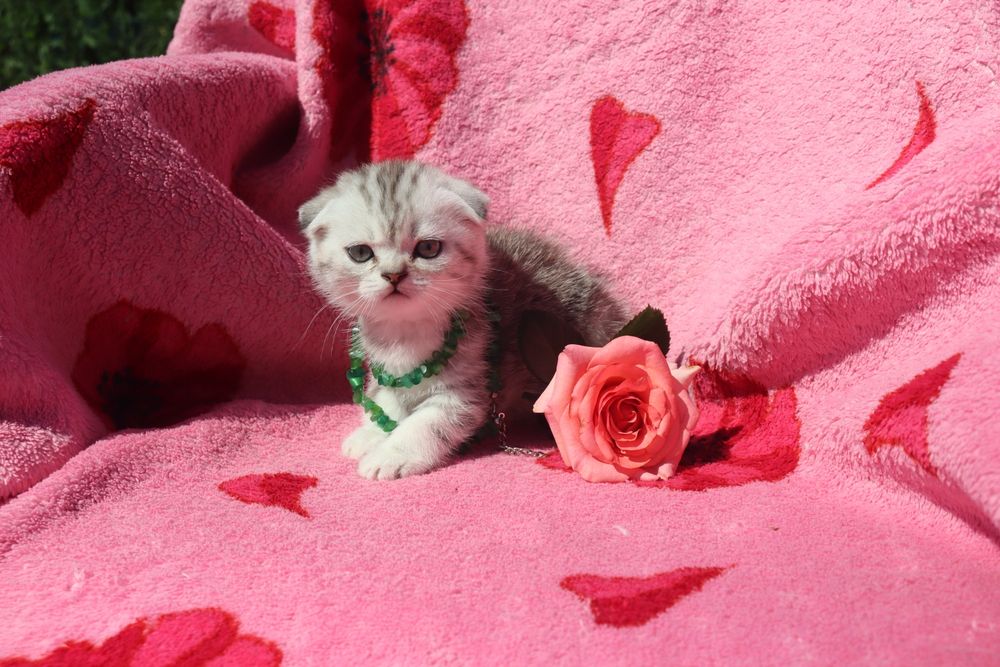 Продам  шотландських кошенят