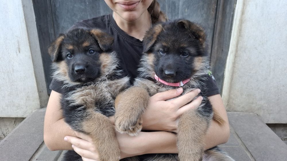 Цуценята німецької вівчарки