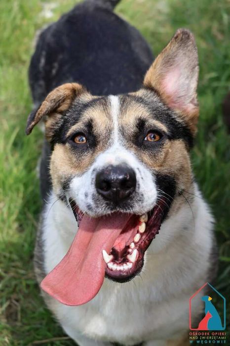 MŁODY, WESOŁY, aktywny, uwielbia aportować piłeczki