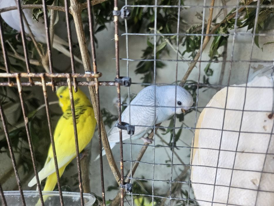 Caturras novas para ceder