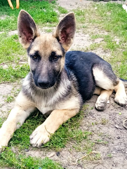 Дівчинка німецької вівчарки