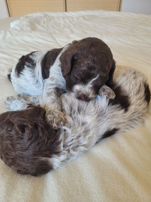 Suczka Lagotto Romagnolo