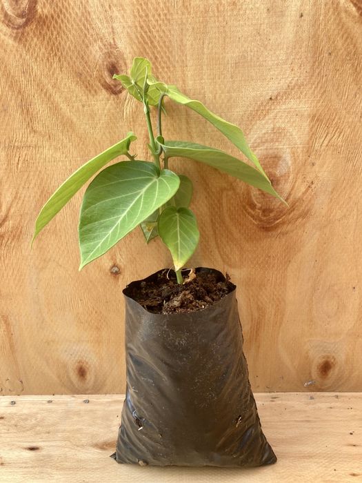 Granadilha (Passiflora Ligularis)