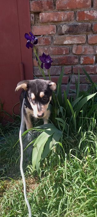 Цуцик в добрі руки