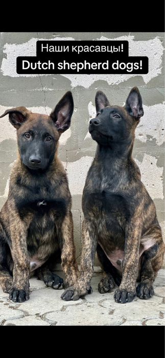 Duth shepherd dogs! Голландские овчарки - хердеры!