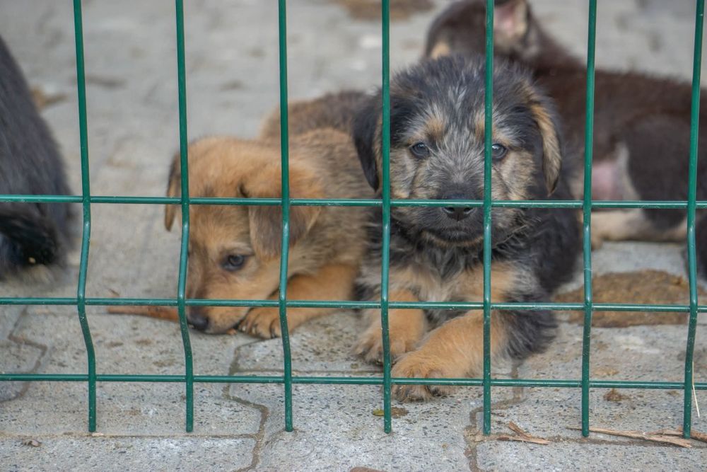 Szczenięta do adopcji , pilny apel o domy