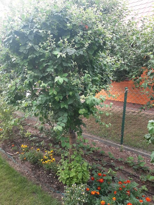 sprzedam pigwa gruszkowa, 10-letnia, owocująca, drzewko