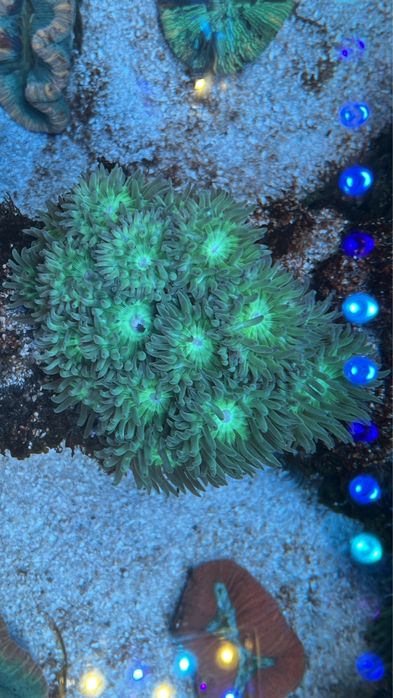 Vendo Green Ducan colonias