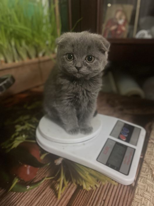 Британці (коротко шерстні)