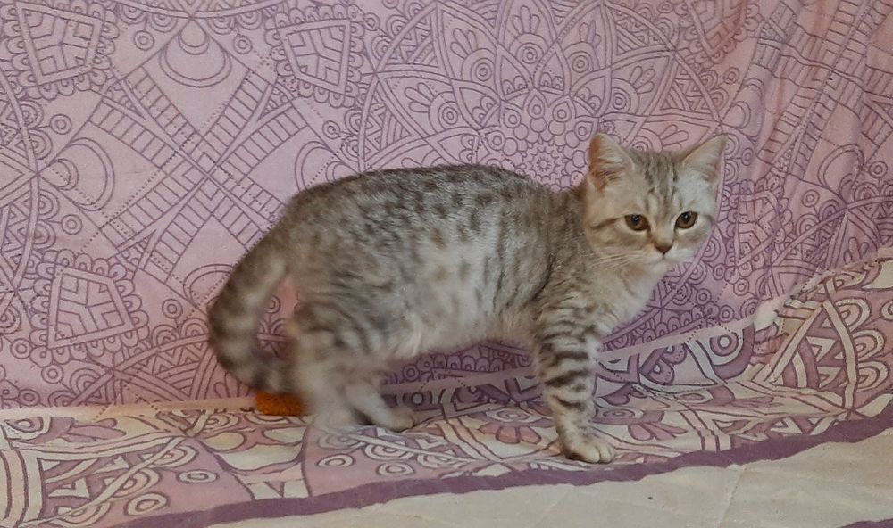 Котик британський 4 місяця.