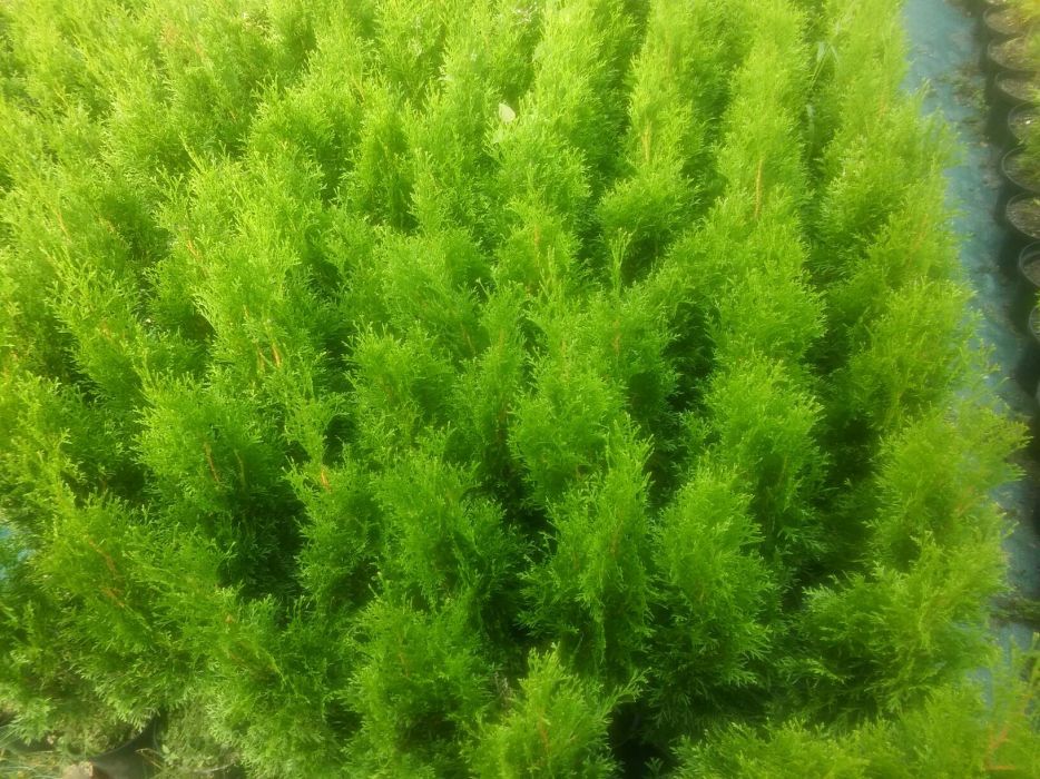 Thuja, smaragd tuja, tuje szmaragd 50 60 70 cm doniczka. transport
