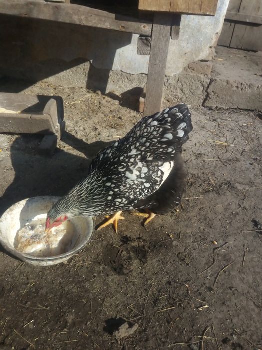 Віандот срібло інкубаційне яйце