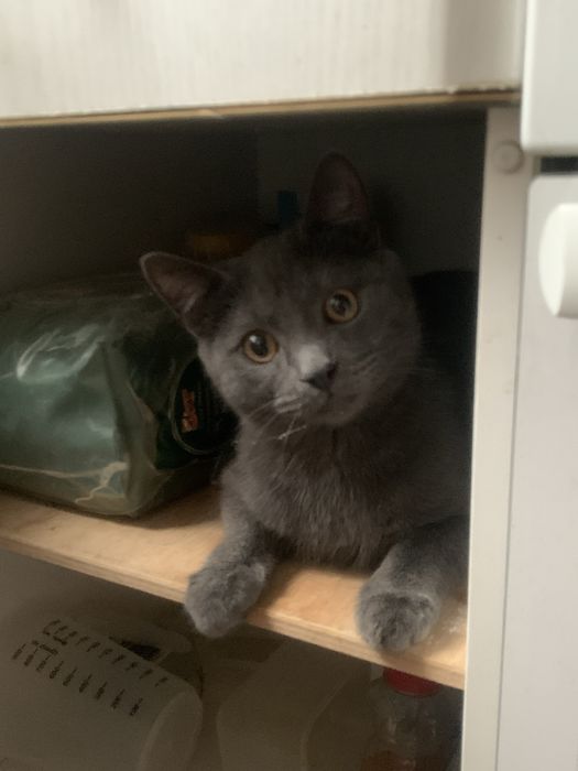Віддамо у добрі руки котика