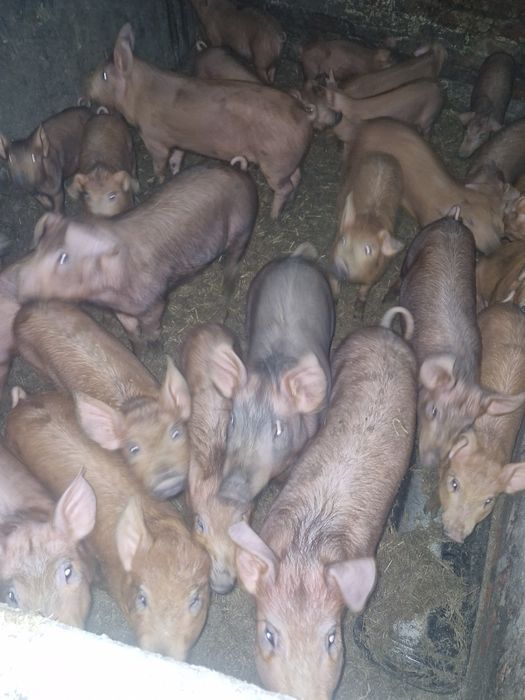 Поросята різного віку