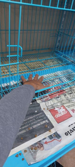 Gaiolas para cães com limpeza facio