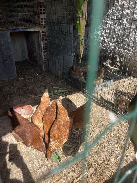 Ovos de galinhas do campo