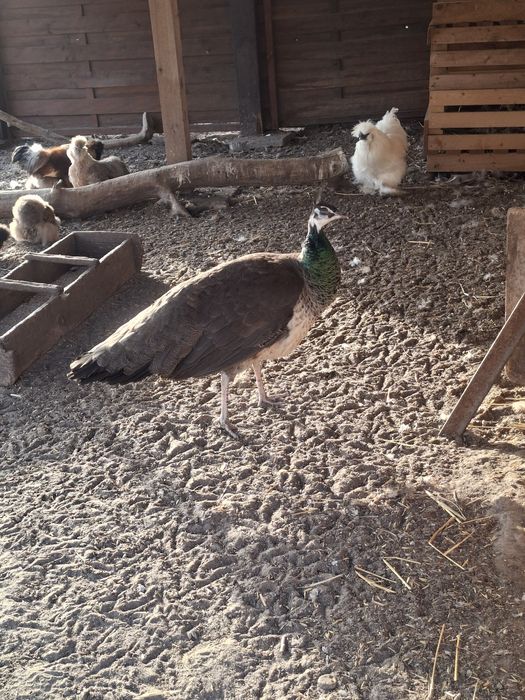 Paw indyjski- samica