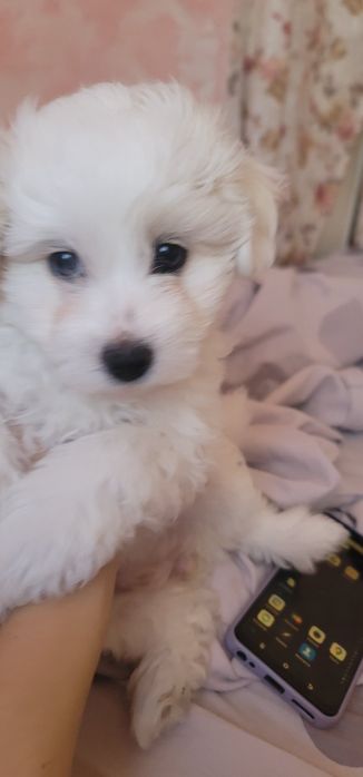 Помапу - гарна дівчинка