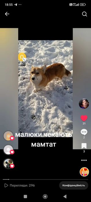 Вельш коргі малюки