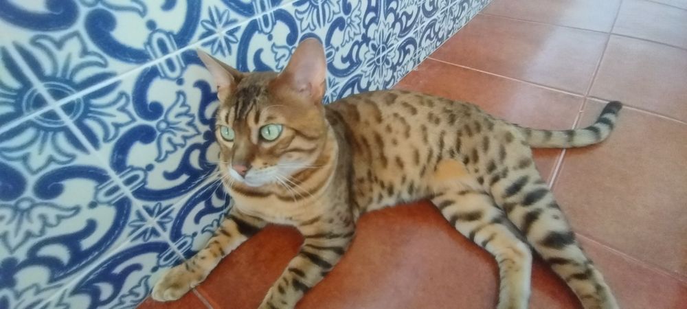 Gatinho  Bengal  excelente linhagem