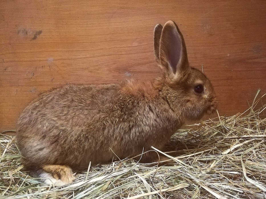 Sprzedam Młode Króliki mieszane