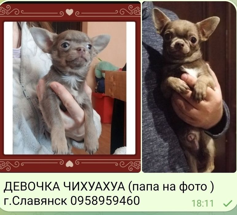 Девочка чихуахуа лиловая