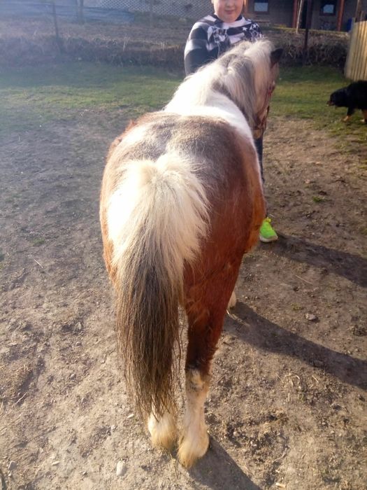 Mam na sprzedaż kucyka