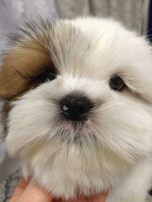 Продам Цуценя Ши Тцу