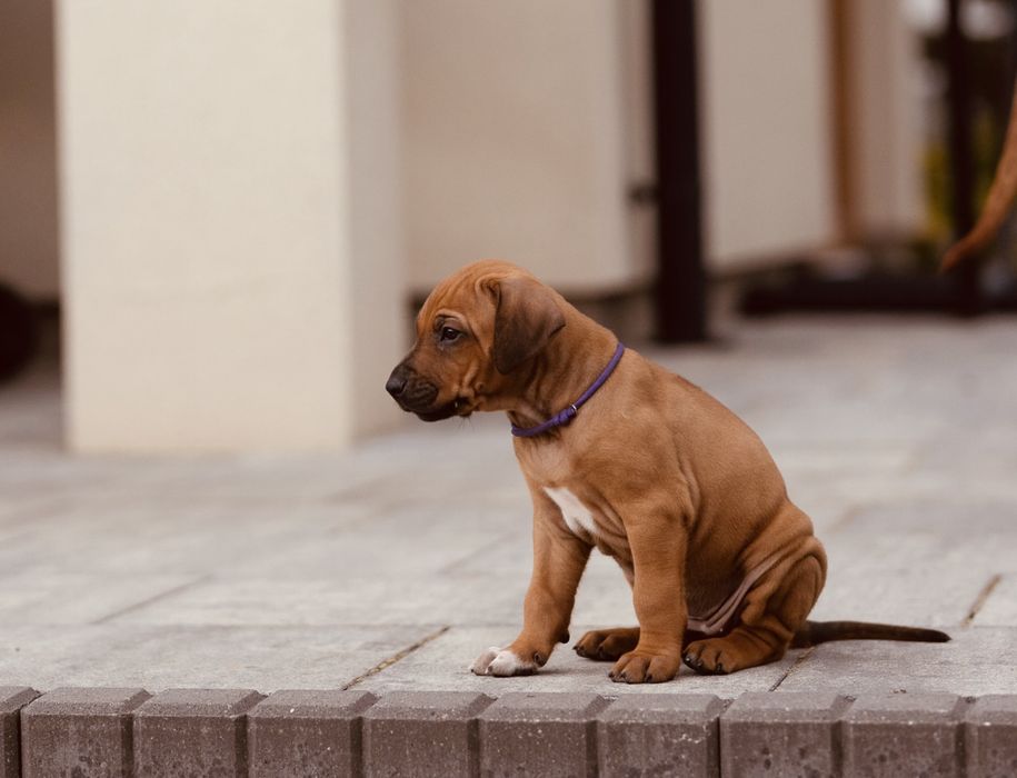 Rhodesian ridgeback -suczka standardowa