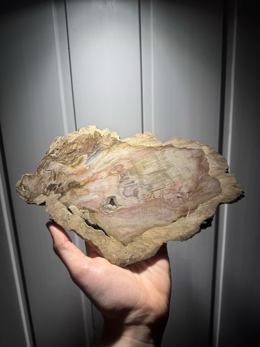 Coleção Fóssil/Fósseis