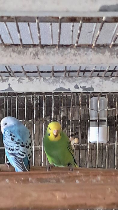 Forpus novos e periquitos