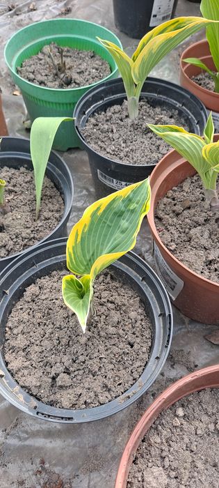 Funkia, funkie, hosta rosliny ogrodowe kilka odmian