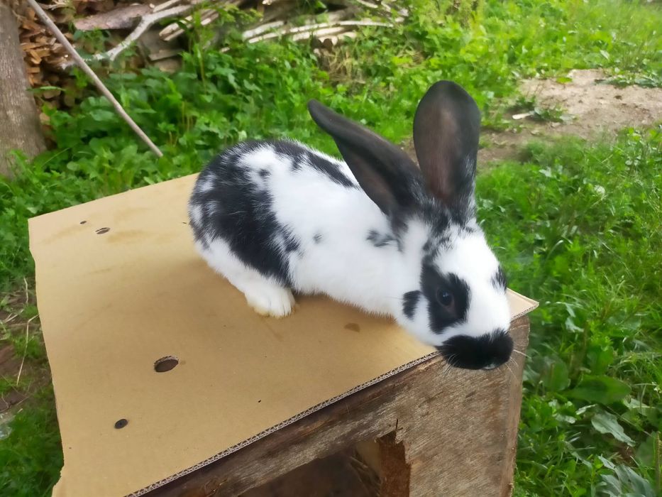 Кролі породи Німецький строкатий велетень . Шиншила .