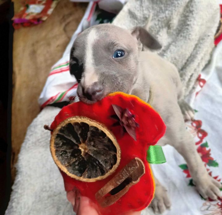 Whippet chart angielski suczka hodowla ZKwP/FCI