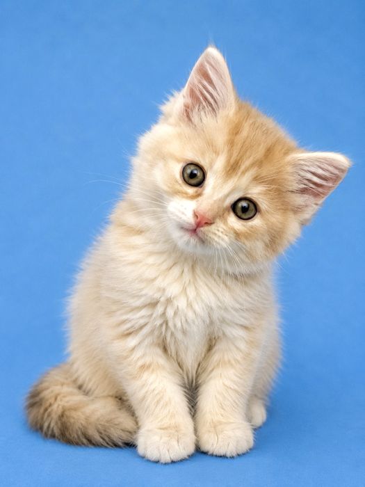 Персиковый рыжий котенок 1.5мес рудий кошеня руде котята