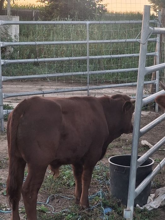 Vitelo com 6 meses