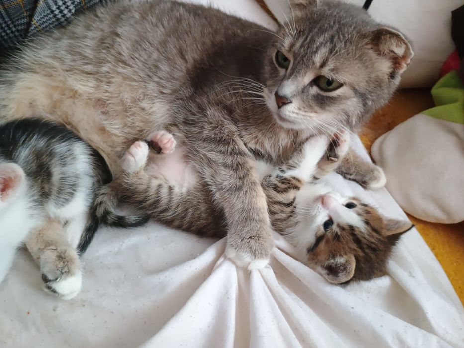 Кошенята .віслоуха дівчинка і три хлопця