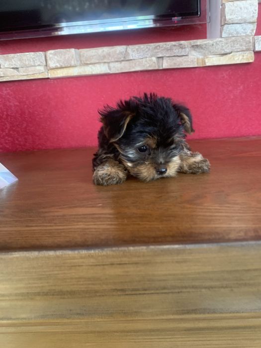 Продам цуценят Йорка