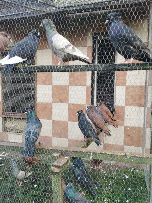 Gołębie,pawik,garłacz